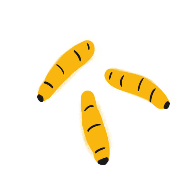 Drei illustrierte gelbe Kurkumawurzeln mit schwarzen Spitzen und schwarzen horizontalen Linien vor einem schlichten weißen Hintergrund erinnern an die symbolische Bildsprache der Traumdeutung Hund.