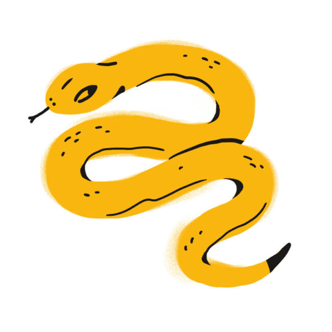 Illustration einer gelben Schlange mit schwarzer Zeichnung, gewundenem Körper, kleinen Augen und gespaltener Zunge vor weißem Hintergrund - ein Bild, das in der Traumdeutung neben Symbolen wie Hund erscheinen könnte.