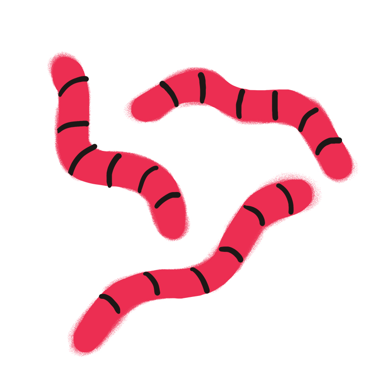 Drei einfache, rosa, wurmartige Formen mit schwarzen Streifen, gezeichnet auf weißem Hintergrund. Die Illustration hat einen weichen, strukturierten Look und einen minimalistischen Stil.