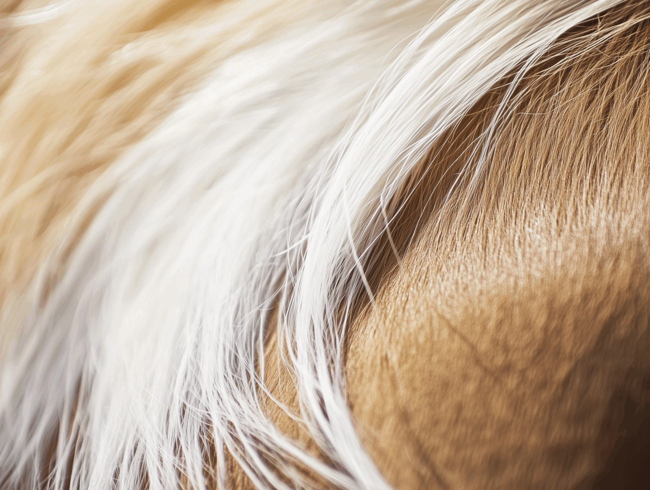Nahaufnahme des hellbraunen Fells eines Pferdes und des langen, wallenden weißen Mähnenhaars. Die Textur des Rosshaars und der Kontrast zwischen den Farben sind deutlich zu erkennen.