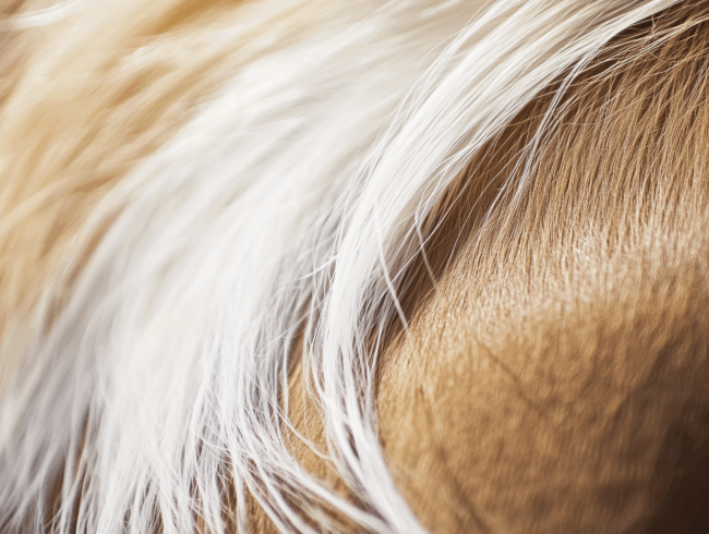 Nahaufnahme des hellbraunen Fells eines Pferdes und des langen, wallenden weißen Mähnenhaars. Die Textur des Rosshaars und der Kontrast zwischen den Farben sind deutlich zu erkennen.