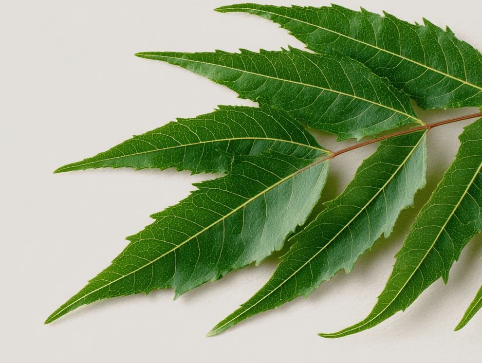 Mehrere längliche, gezackte grüne Neemblätter mit ausgeprägten Adern sind fächerförmig auf einem hellen, neutralen Hintergrund angeordnet.