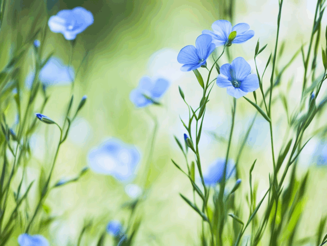 Zarte blaue Flachs-Blüten mit schlanken grünen Stängeln und Blättern, die sich sanft vor einem hellgrünen und blauen, verschwommenen Buchenholz-Hintergrund abzeichnen und an eine friedliche, natürliche Frühlings- oder Sommerszene erinnern.